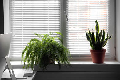 Beautiful plants near window indoors. Home decor