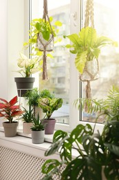 Photo of Different beautiful houseplants near window indoors. Interior design