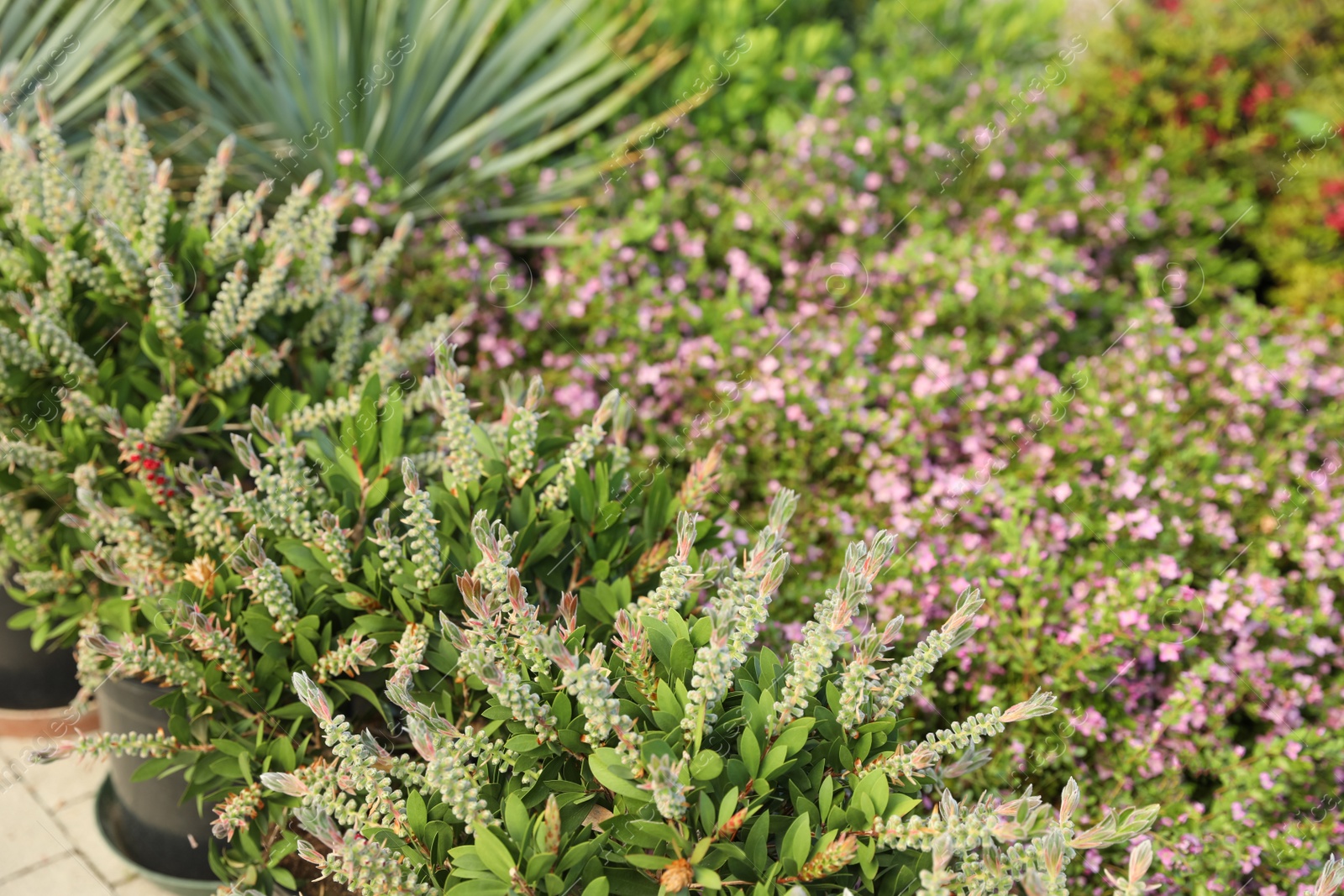 Photo of Beautiful potted callistemon plants on blurred background, space for text