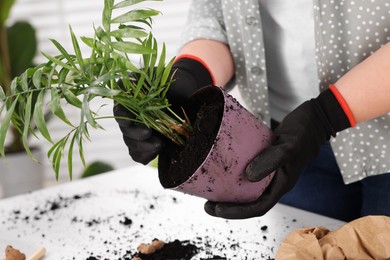 Photo of Woman in gloves transplanting houseplant at white table, closeup