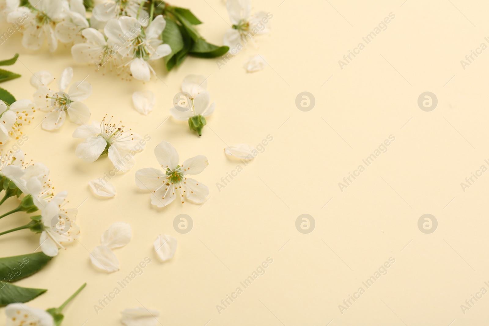 Photo of Beautiful spring tree blossoms and petals on beige background. Space for text