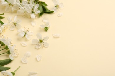 Photo of Beautiful spring tree blossoms and petals on beige background. Space for text