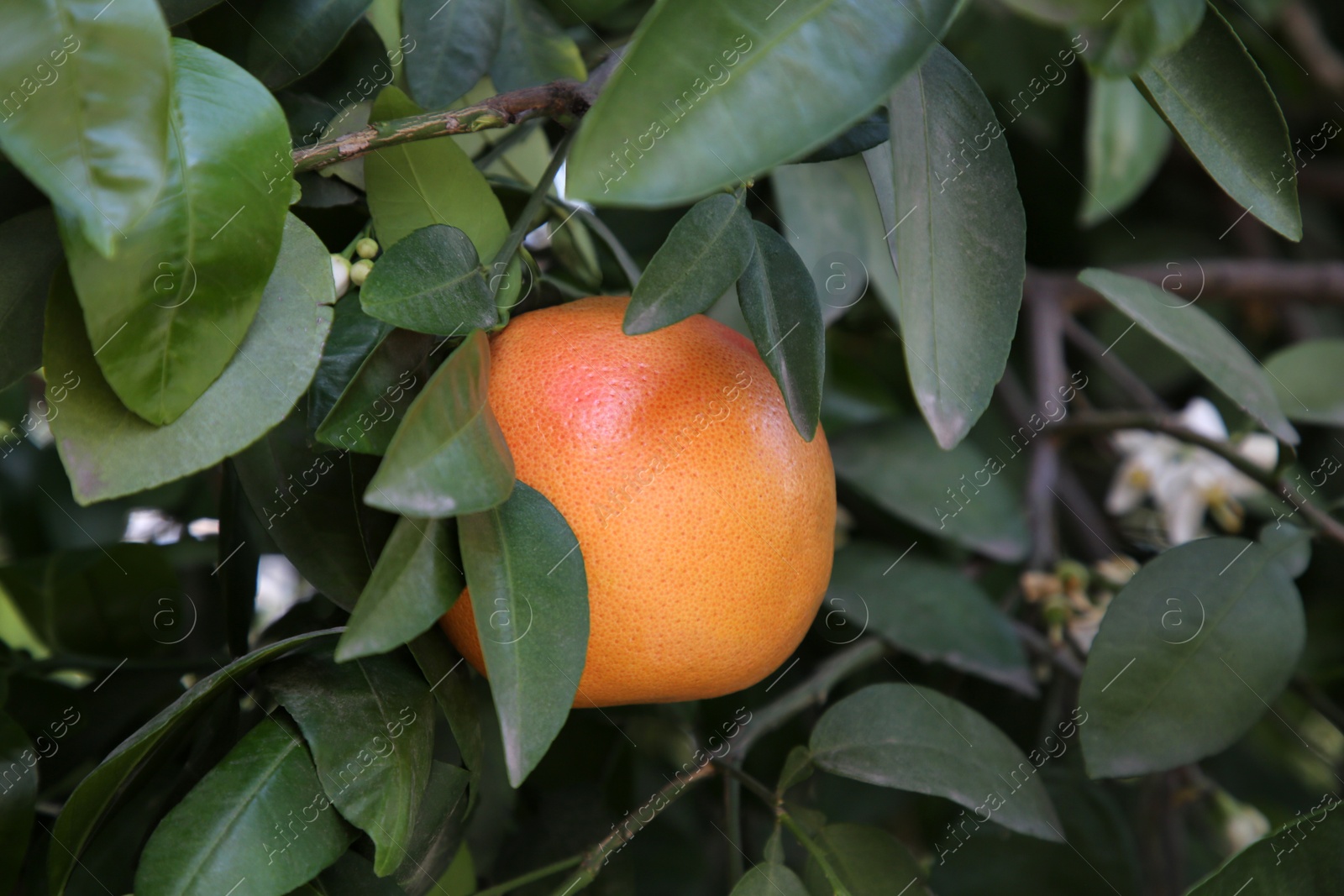 Photo of Ripe grapefruit growing on tree in garden