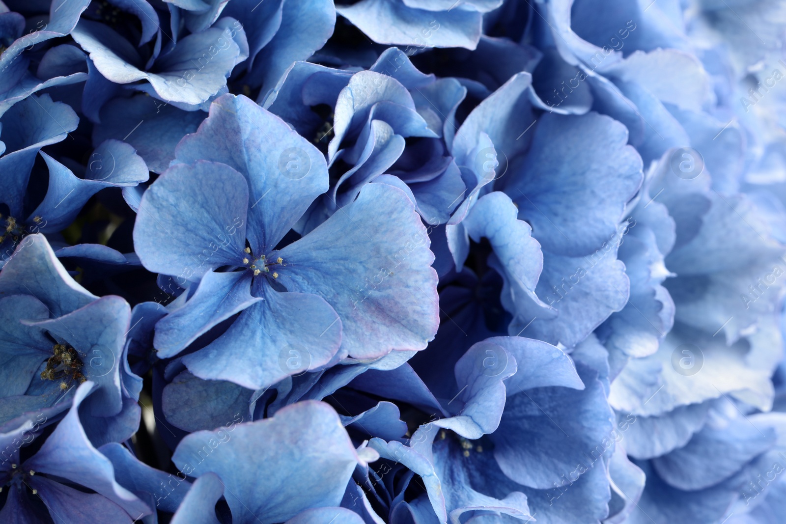 Photo of Beautiful light blue hortensia flowers as background, closeup