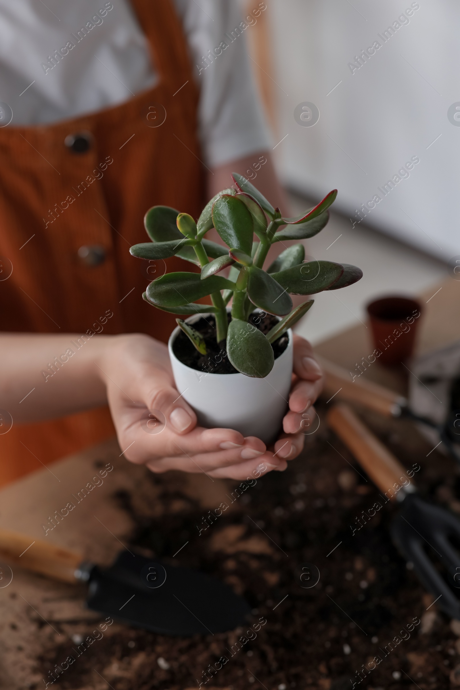 Photo of Woman holding pot with beautiful houseplant indoors, closeup