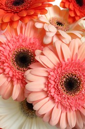 Photo of Beautiful colorful gerbera flowers as background, closeup