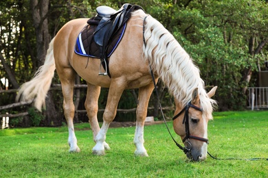 Photo of Beautiful palomino horse grazing on green pasture