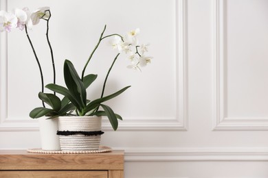 Photo of Blooming orchid flowers in pots on wooden chest of drawers near white wall indoors, space for text