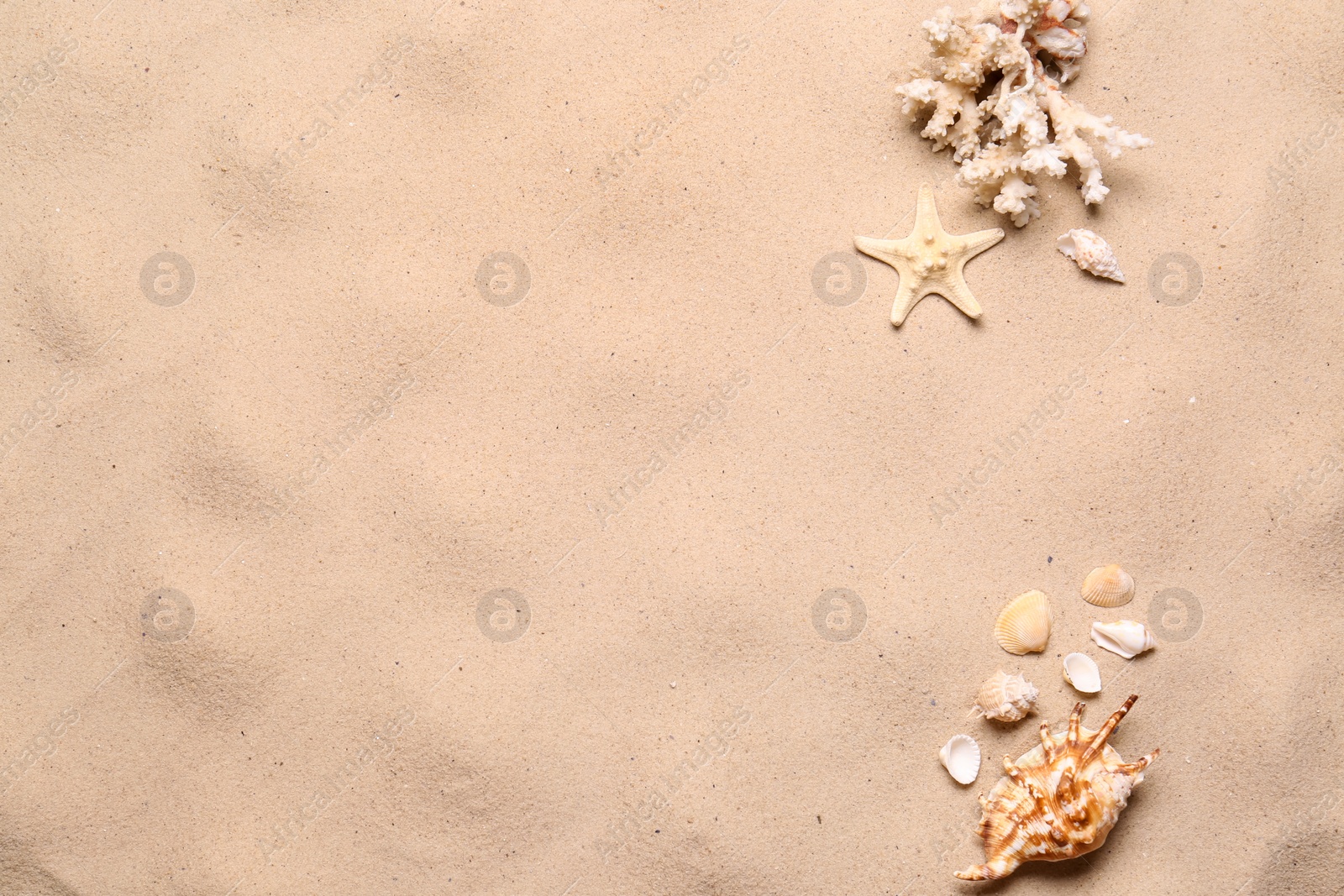 Photo of Flat lay composition with seashells on sand beach, space for text. Summer vacation