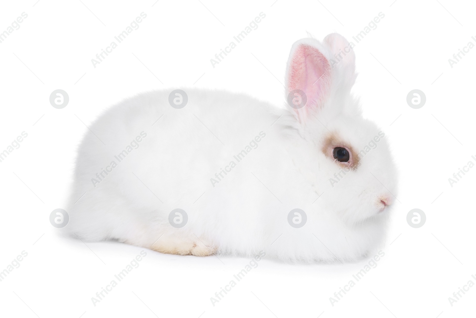 Photo of Fluffy rabbit on white background. Cute pet