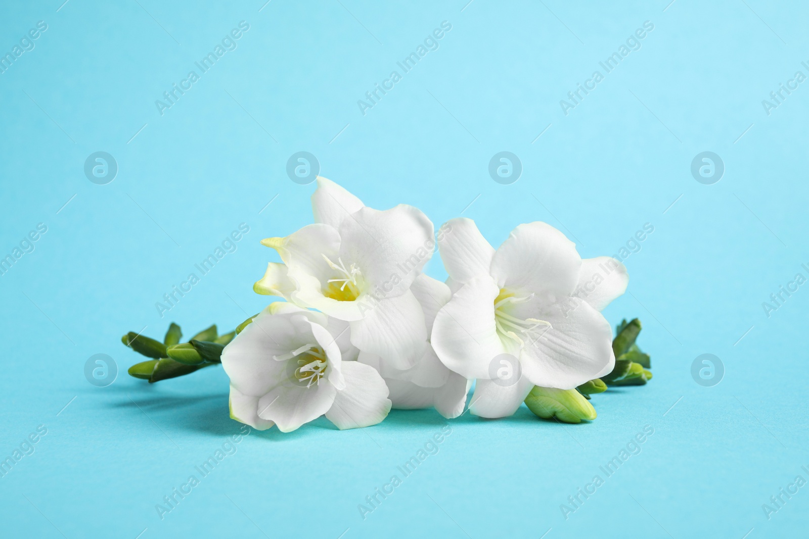 Photo of Beautiful freesia flowers on light blue background