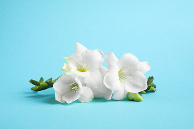 Beautiful freesia flowers on light blue background