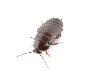 Brown cockroach isolated on white. Pest control