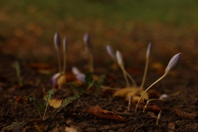 Photo of Green plant and autumn dry leaves outdoors, closeup. Space for text