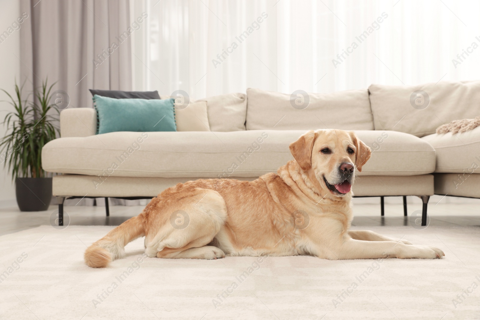 Photo of Cute Labrador Retriever on floor in living room