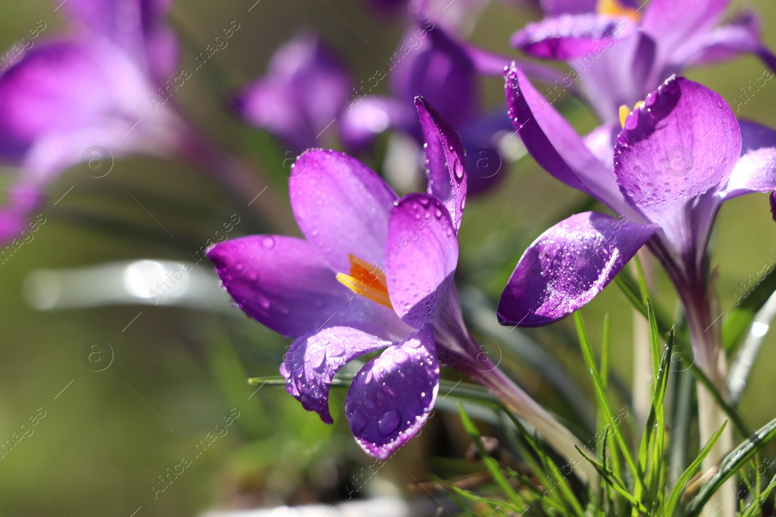 Photo of Fresh purple crocus flowers growing on blurred background, closeup