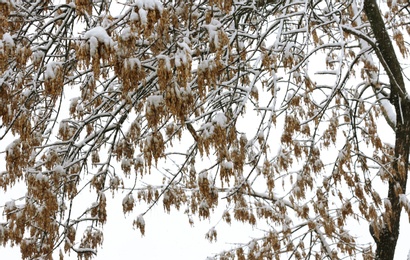 Beautiful view of tree covered with snow against sky