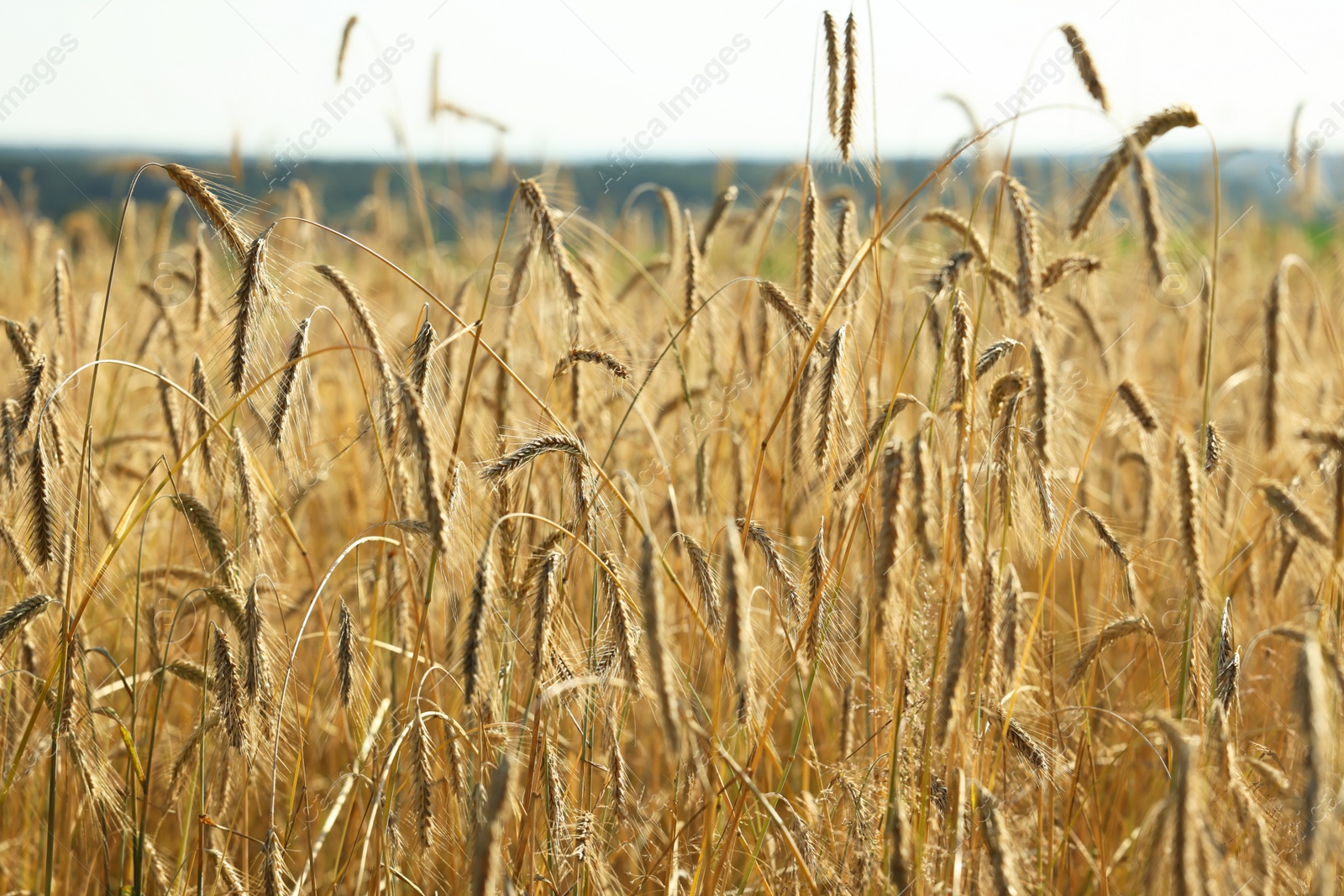 Photo of Beautiful ripe spikes of barley in agricultural field