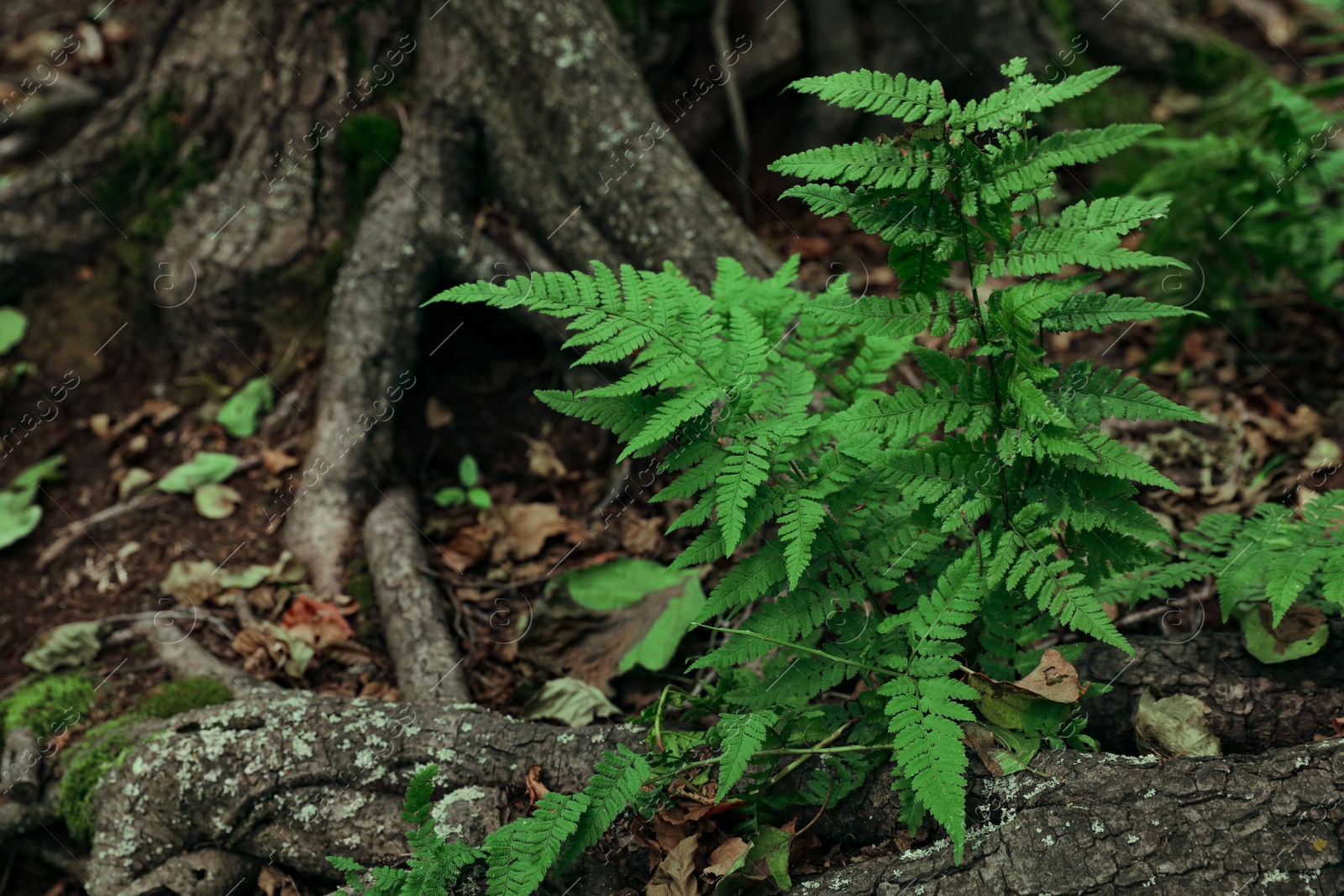 Photo of Fern with green leaves growing near tree in forest