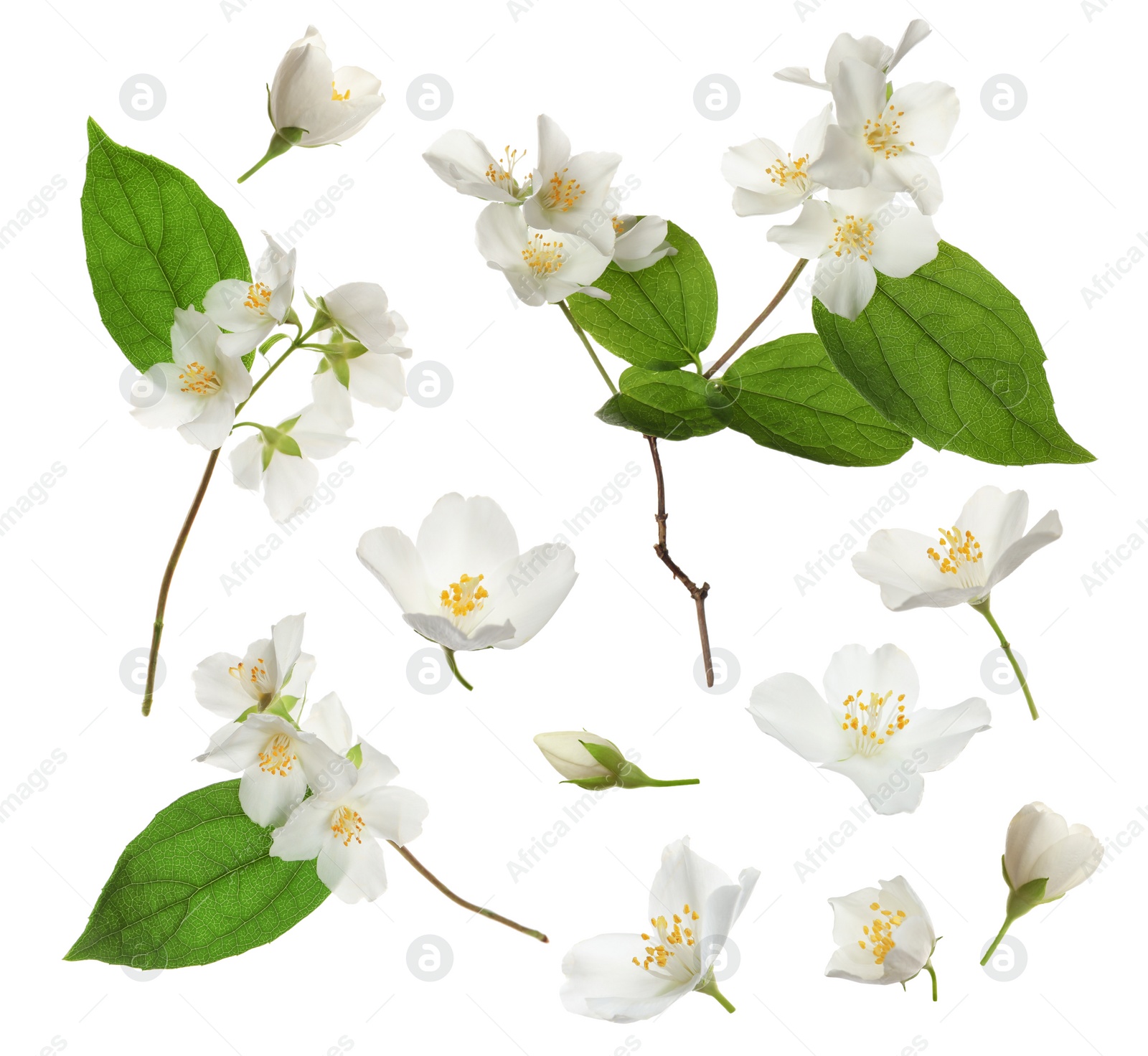 Image of Set with beautiful tender jasmine flowers and green leaves on white background 