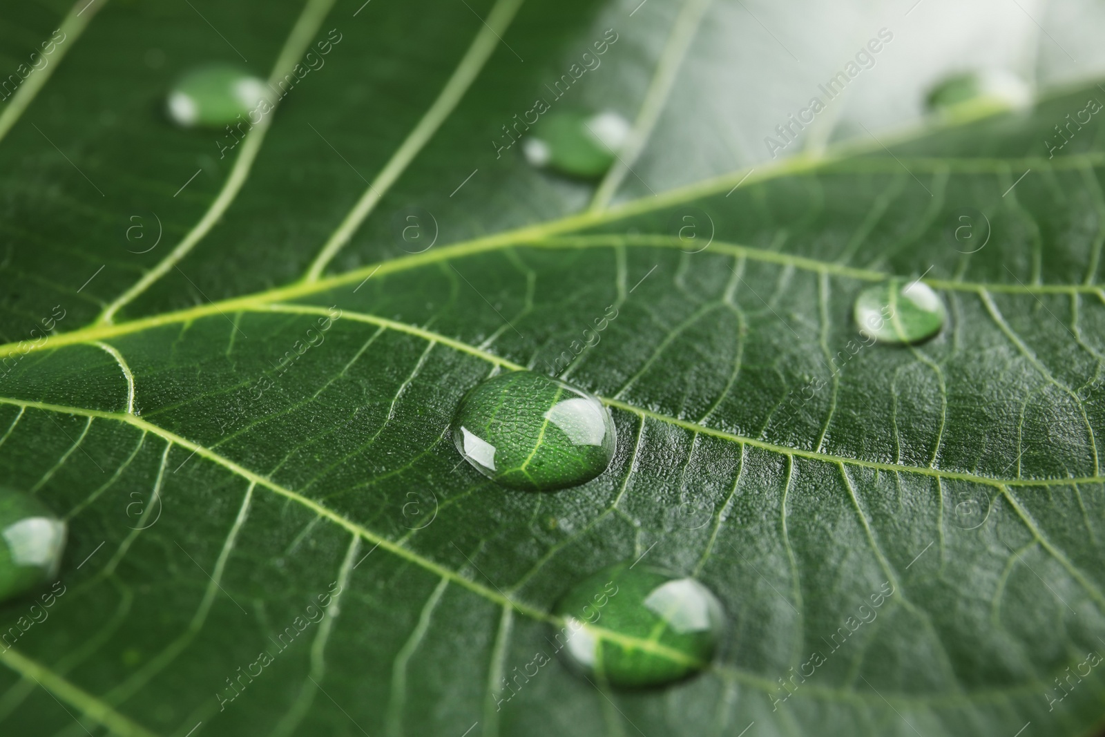 Photo of Beautiful green leaf with water drops, closeup