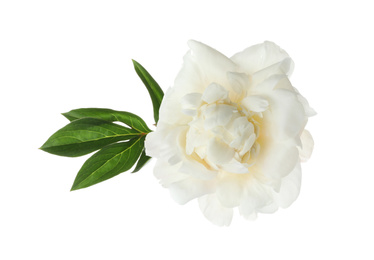 Photo of Beautiful fragrant peony flower isolated on white