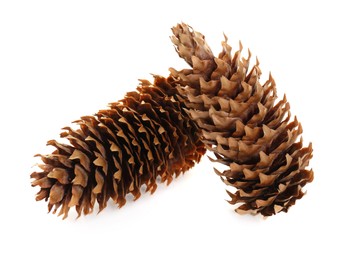 Beautiful dry pine cones on white background