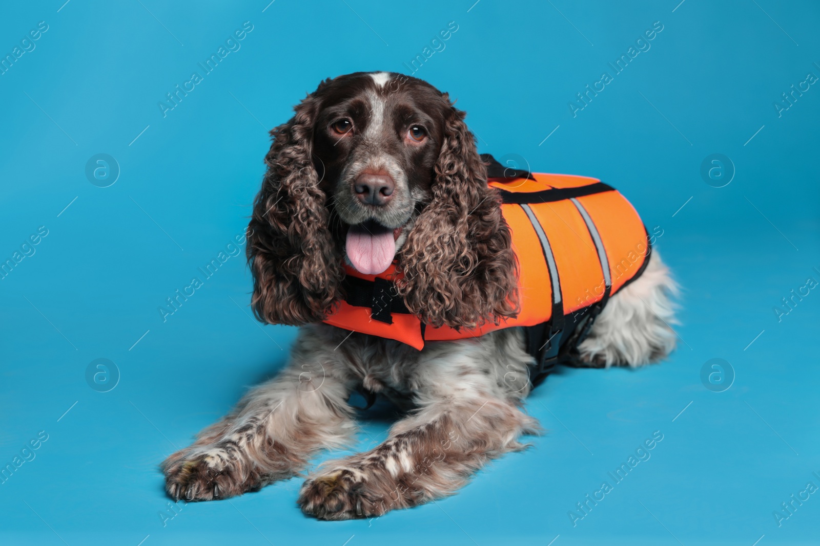 Photo of Dog rescuer in life vest on light blue background