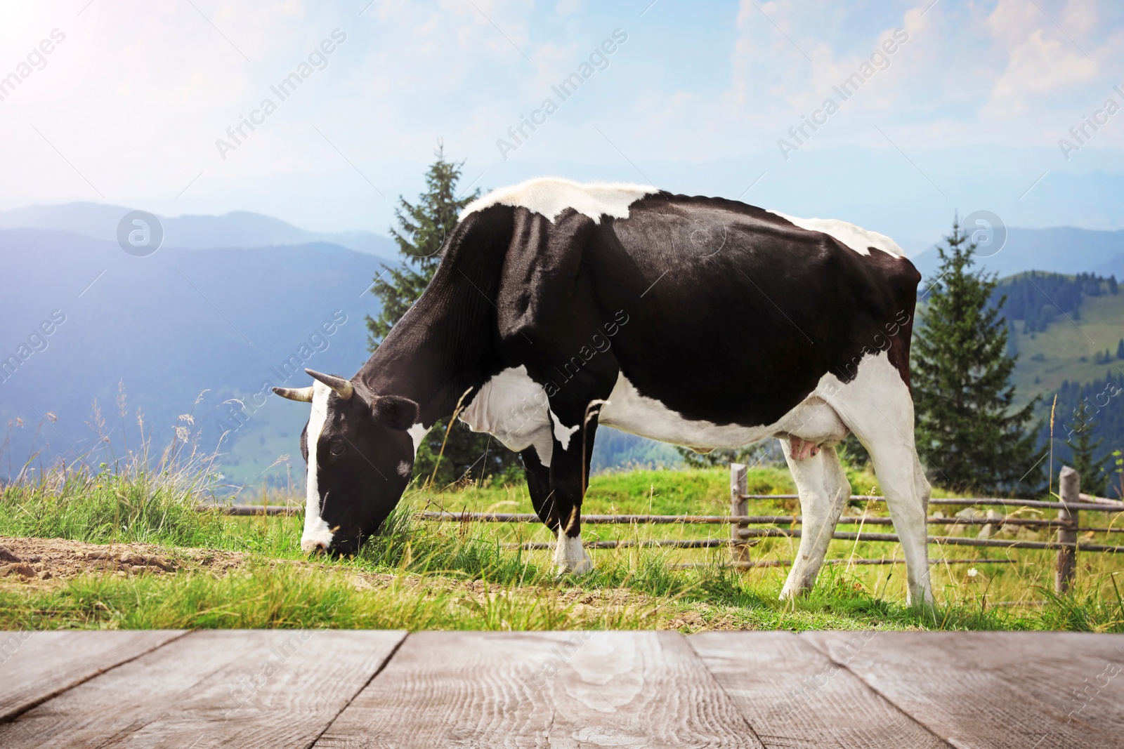 Image of Empty wooden table and cow grazing in field on background. Animal husbandry concept 