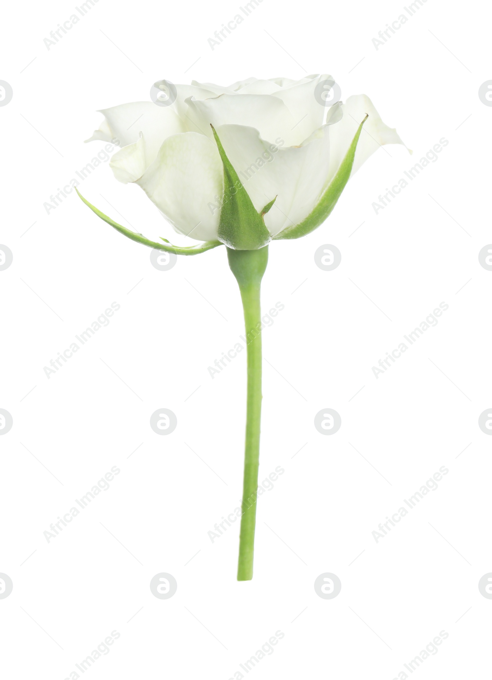 Photo of Beautiful rose with tender petals isolated on white