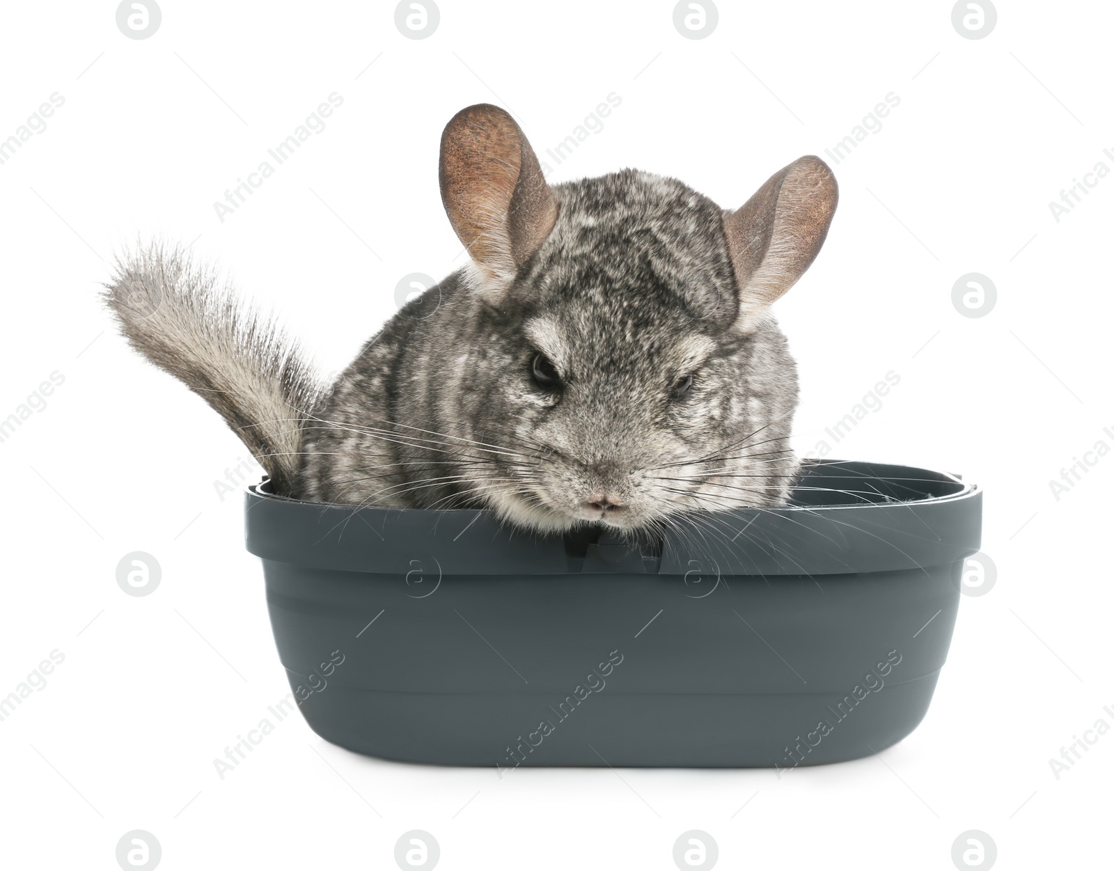 Photo of Cute grey chinchilla in box on white background