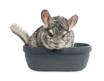 Photo of Cute grey chinchilla in box on white background