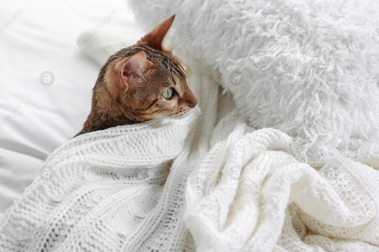 Photo of Cute Bengal cat lying on bed at home, space for text. Adorable pet