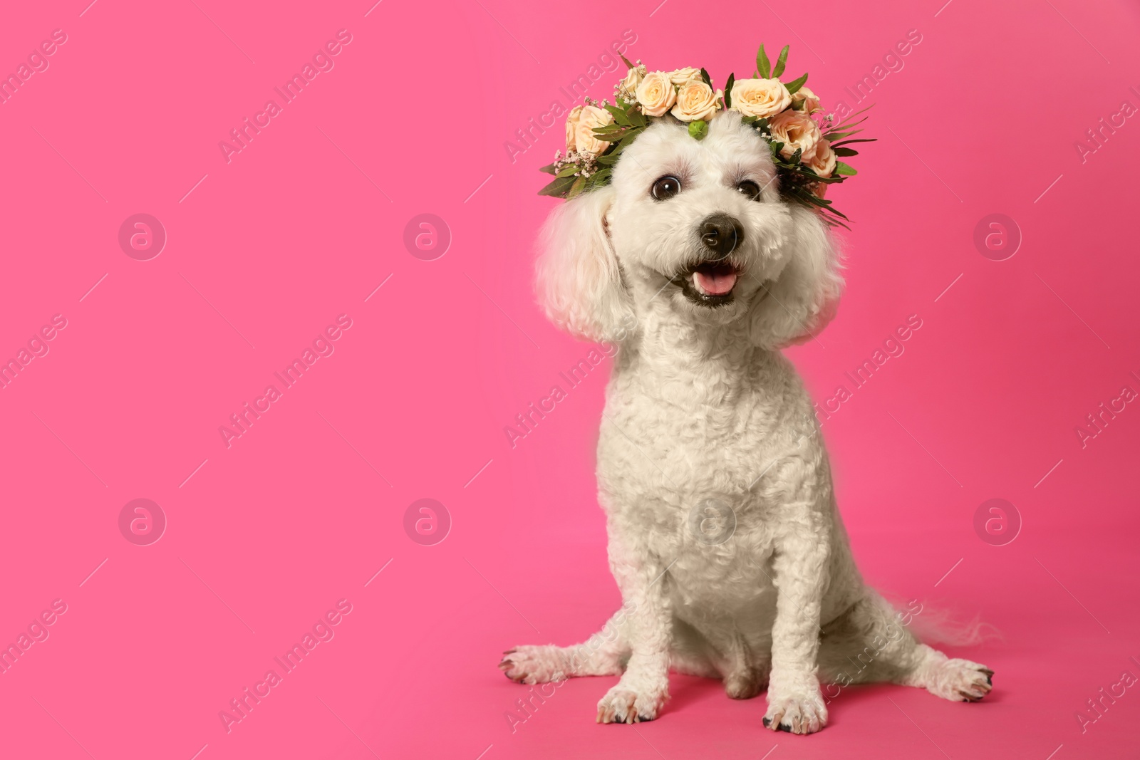 Photo of Adorable Bichon wearing wreath made of beautiful flowers on pink background, space for text