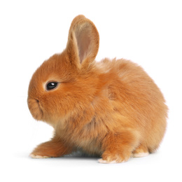 Image of Adorable fluffy Easter bunny on white background