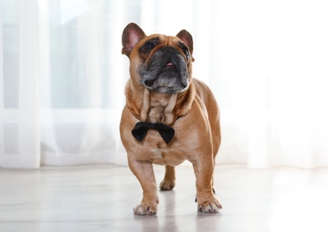 Funny French bulldog in bow tie on floor indoors