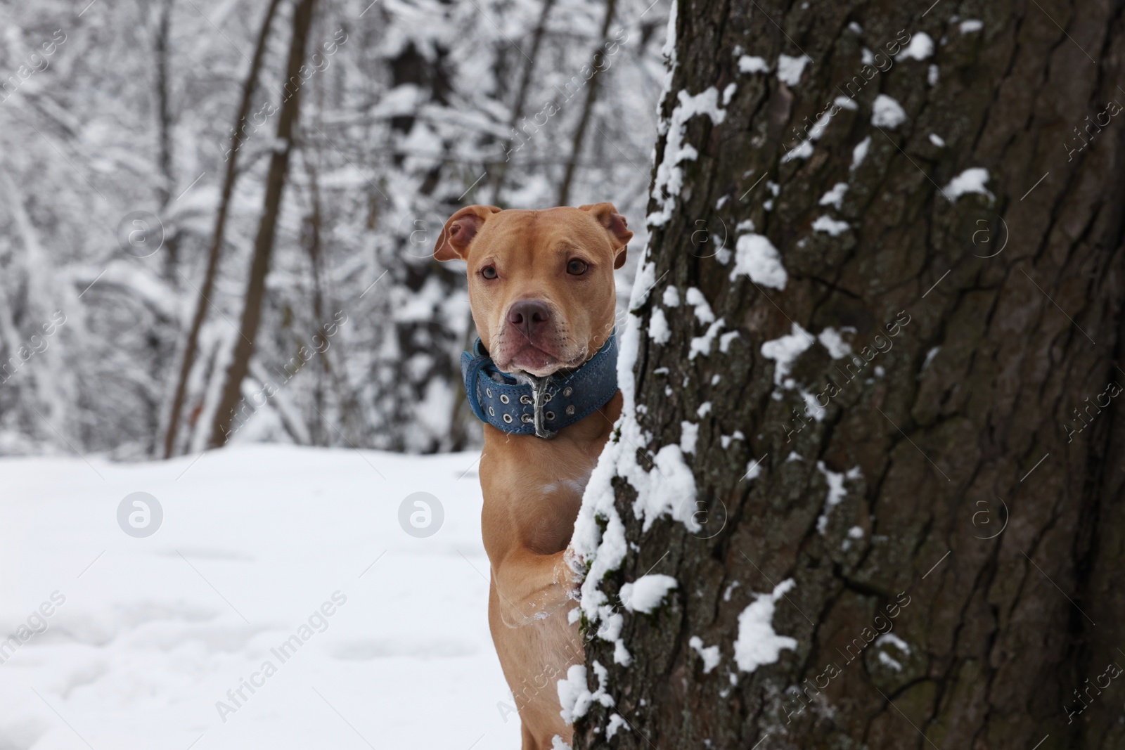 Photo of Cute ginger dog near tree in snowy park, space for text