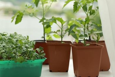 Different seedlings growing in plastic containers with soil on windowsill indoors