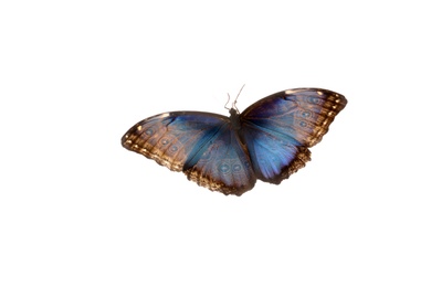 Beautiful Blue Morpho butterfly on white background