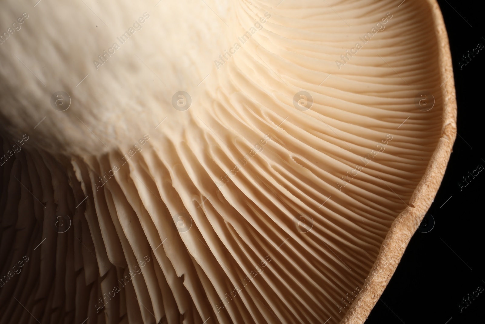 Photo of Macro photo of oyster mushrooms on black background