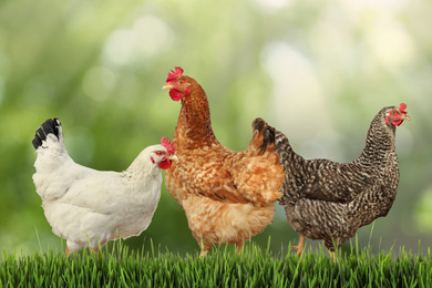 Image of Beautiful chickens on fresh green grass outdoors 