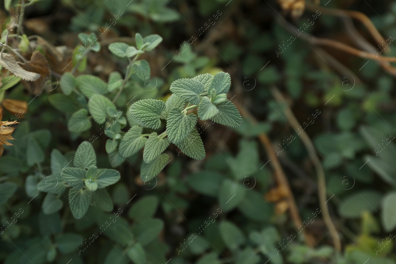 Photo of Beautiful melissa with lush green leaves growing outdoors, closeup. Space for text