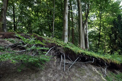 Trees and beautiful green plants in forest, low angle view