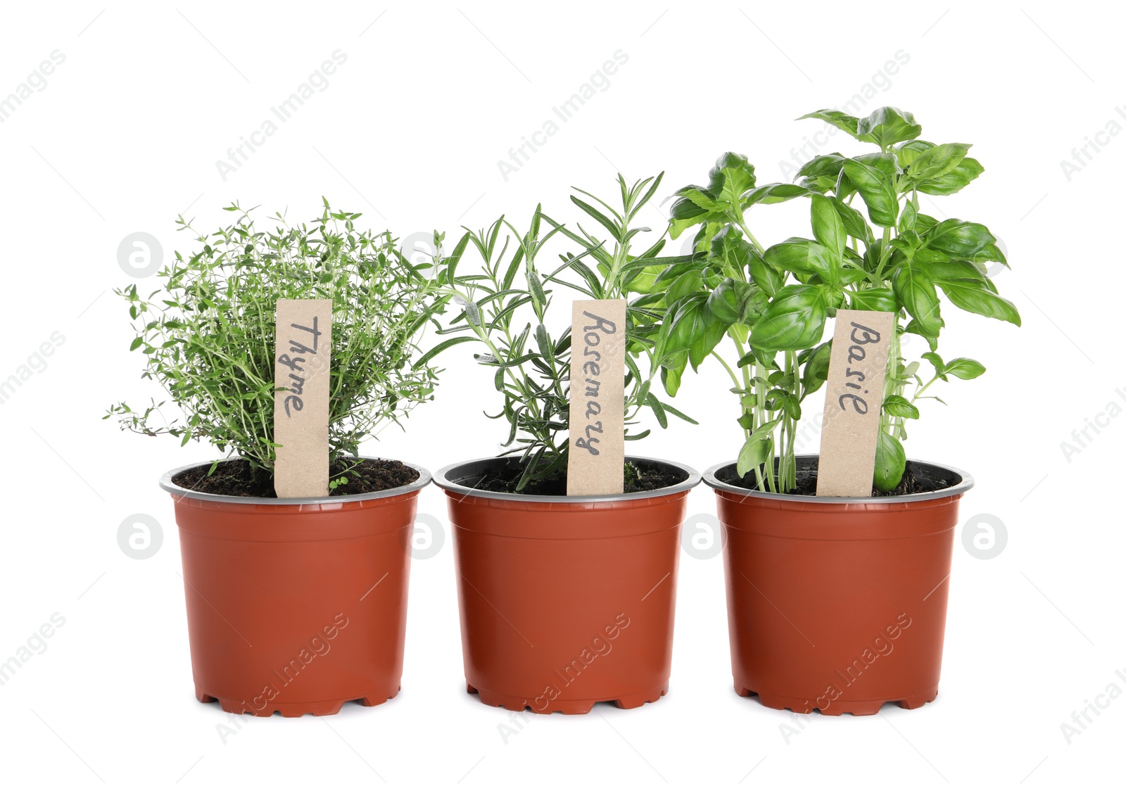 Photo of Different aromatic potted herbs isolated on white