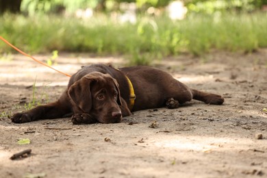 Adorable Labrador Retriever puppy lying in park outdoors