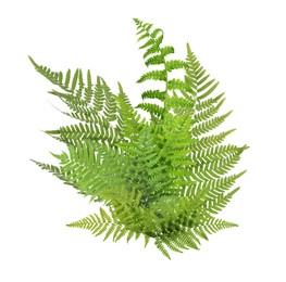 Beautiful tropical fern leaves on white background