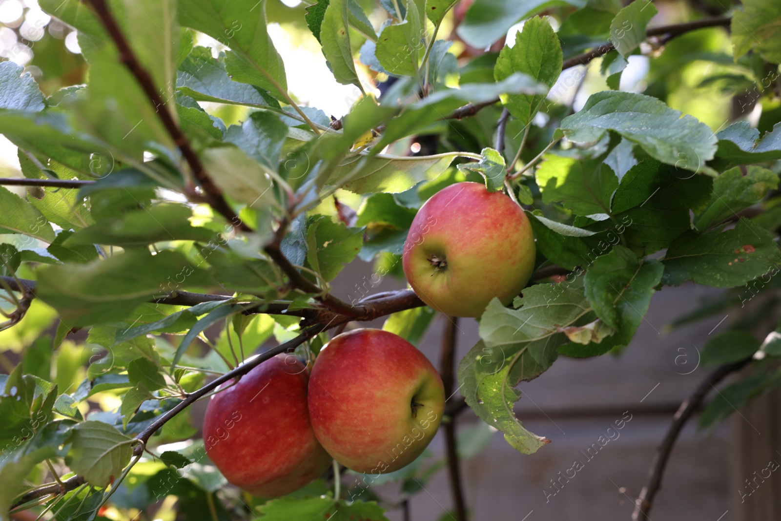 Photo of Ripe red apples on tree in garden