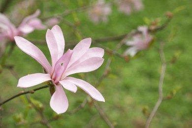 Photo of Closeup view of beautiful blossoming magnolia tree outdoors on spring day