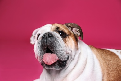 Photo of Adorable funny English bulldog on pink background