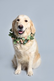 Photo of Adorable golden Retriever wearing wreath made of beautiful flowers on grey background